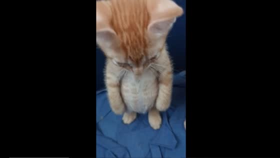 Adorable kitten stands tall on hind legs