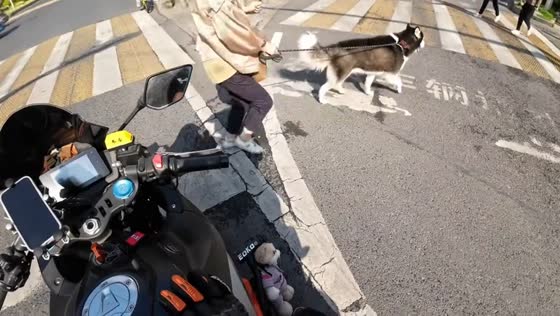 Husky barks at driver while crossing pedestrian lane in Hubei, China