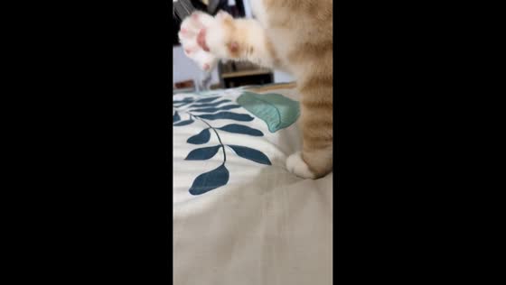 Cat opens and closes paw cutely in Beijing, China