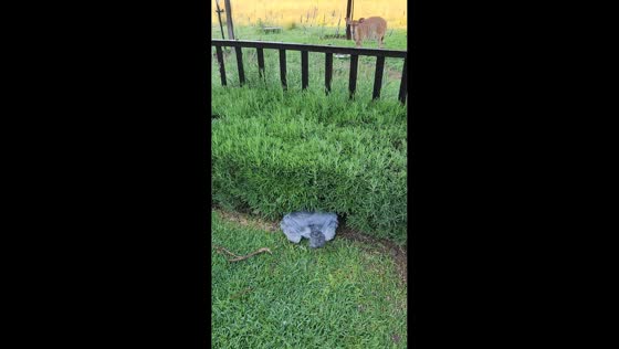 Schnauzer quality controller watches wildlife in Bloemfontein, South Africa.