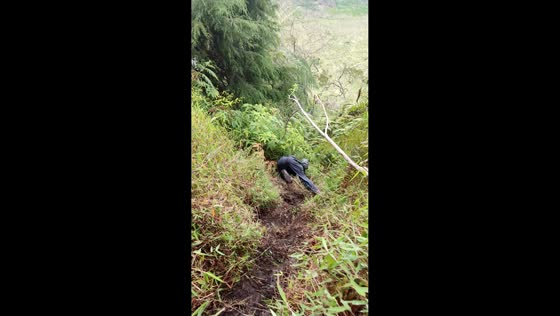 Hiker slips and falls into bushes on slope in Gunung Pakuwaja, Central Java, Indonesia