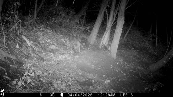 Fox runs away after surprising encounter with badger in Calderdale, England, UK