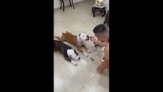 Dog learns to win treats in unique knife-pointing game in Naples, Italy