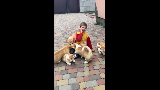 Timofey's heartwarming playtime with adorable 3-month-old corgi puppies
