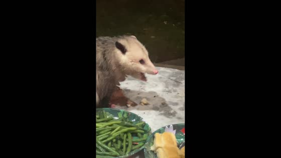 Possum joins Christmas Eve celebration in Ohio, USA