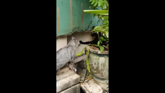 Cat freezes mid-fight while holding other’s head in South Jakarta, Indonesia
