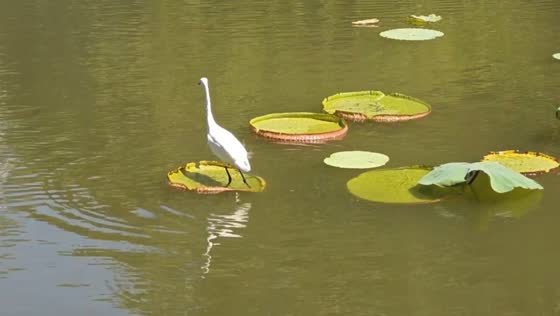 Egret struggles to perch on sinking lily pads in Guangdong, China