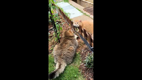 Kitten gets collar caught while trying to jump fence in Guangdong, China