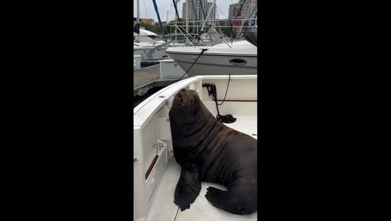 Sea lion makes itself at home on yacht in San Francisco, California, USA