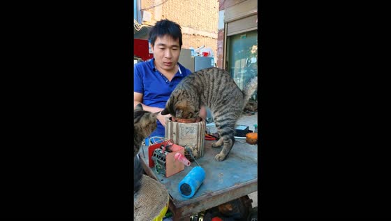 Curious tabby cat inspects an electric motor during repairs in Henan, China