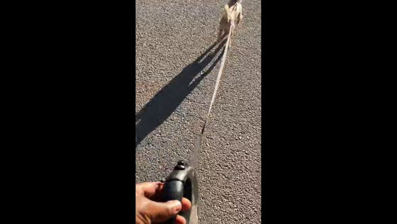 Dog runs from its own leash in Tracy, California, USA