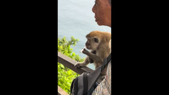 Wild monkey seen holding lit cigarette in Indonesia