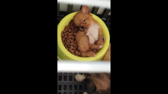 Puppy falls asleep in food bowl and wakes up sitting inside in Bataan, Philippines