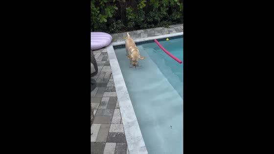 Dog swims with lizard in mouth after being thrown into pool