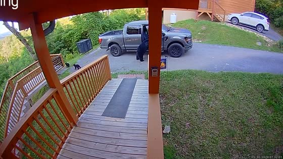 Bear opens truck door and steals snacks in Gatlinburg, Tennessee, USA