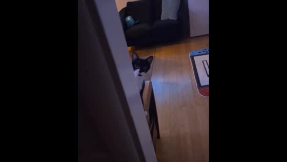 Cat in heat foils owner's jumpscare attempt