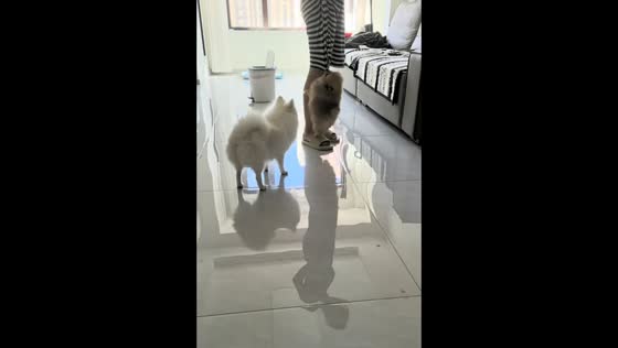 Puppy refuses to let go of owner’s dress in Heilongjiang, China