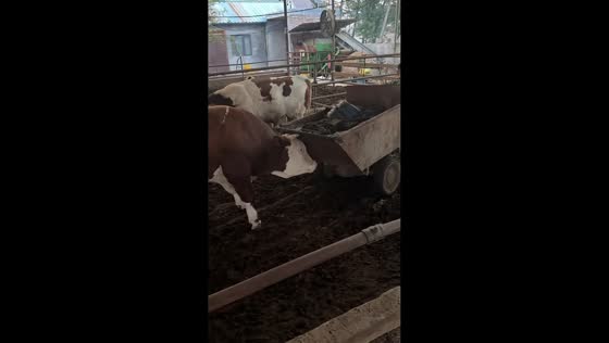Helpful bull pushes loaded mini dumper out of barn in Jiangsu, China