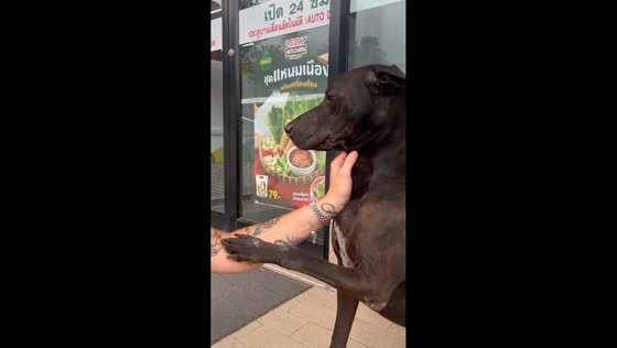 Traveler shares emotional goodbye with friendly dog in Lipa Noi, Thailand,