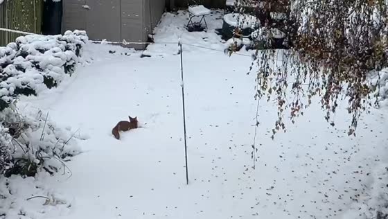 Fox enjoying snowy fun in Nottinghamshire, England, UK