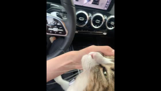 Stray cat makes itself at home inside a car in Jilin, China