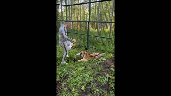 Tiger chases ball and jumps on man in Pskov, Russia