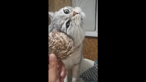 Cat plays with gingerbread in Gomel