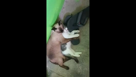 Siamese cat cuddles kitten after playful disagreement in Philippines