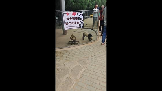 Dogs painted to look like pandas attract attention in Shandong, China