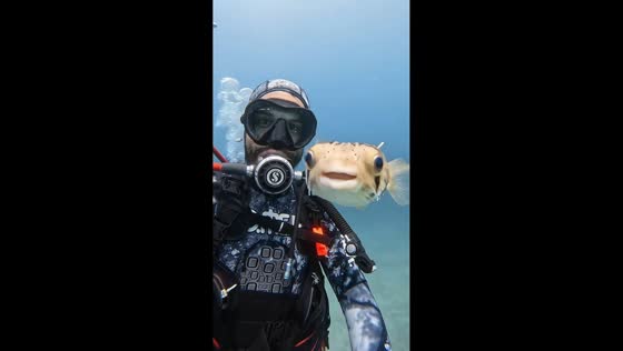 Curious fish swims up for a close-up during dive in Baja California Sur, Mexico