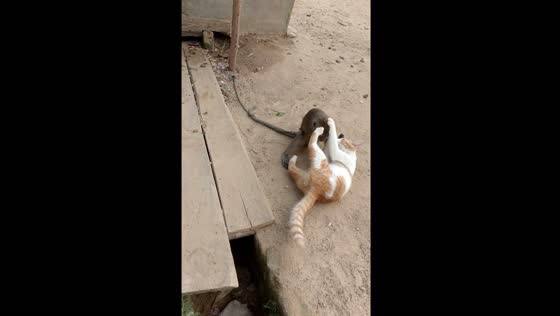 Cat and monkey play in Pangkalpinang, Indonesia