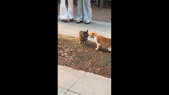 Cats wrestle during intense street fight in Jiangsu, China