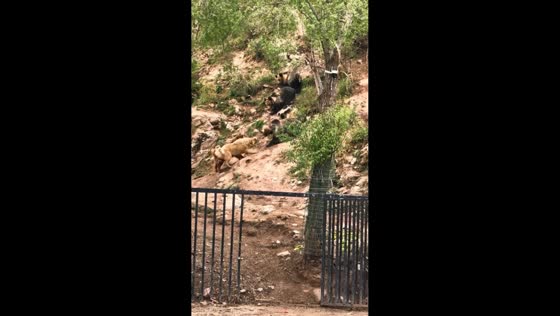Group of bears and Tibetan mastiffs clash on mountainside in Tibet, China