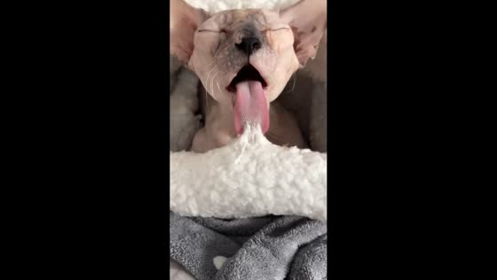 Sphynx cat gets blanket stuck on its tongue in Tyumen, Russia