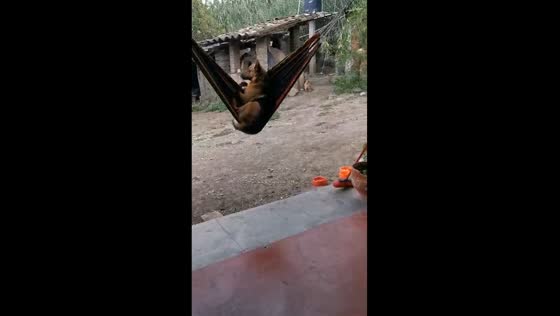 Memories in motion: beloved dog Trump finds bliss in hammock swinging