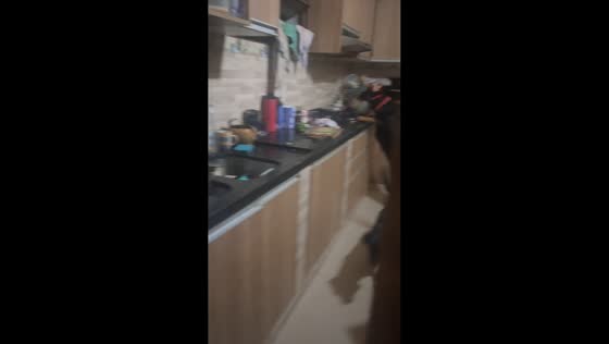 Dog caught eating from pot while standing on stove in Lambare, Paraguay