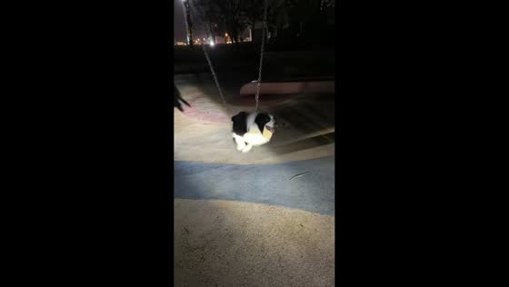 Dog enjoys swinging back and forth in park in Liaoning, China