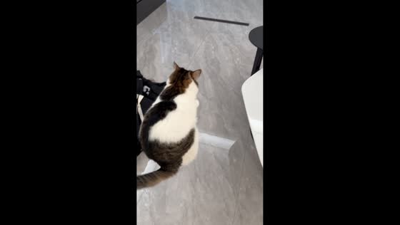 Startled cat leaps into the air after owner sneaks up behind it in Jiangsu, China