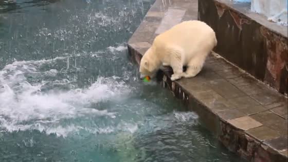 Novosibirsk bear cubs Belka and Strelka playfully engage with rubber ball