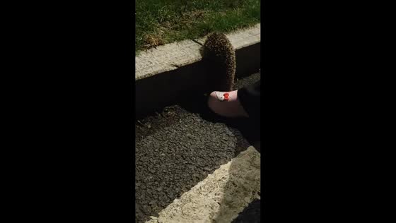 Hedgehog gets rescued from gutter and curls up safely in Jilin, China