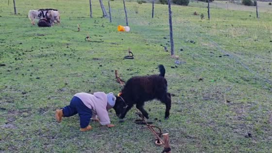 Toddler knocked over by young yak while playing in Tibet, China