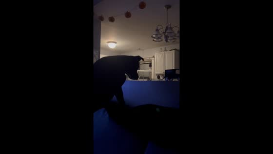 Cat surprises dog during playful scuffle in Waterville, Maine, USA