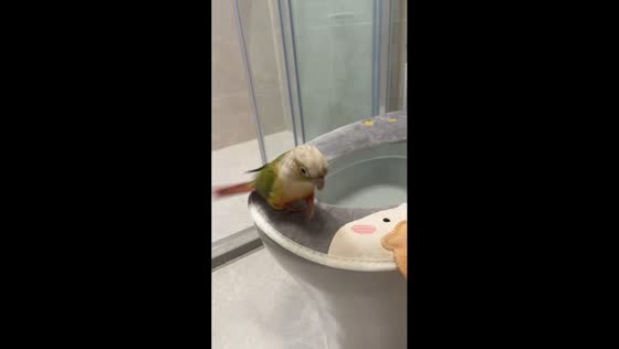 Parrot successfully uses toilet during training in Liaoning, China