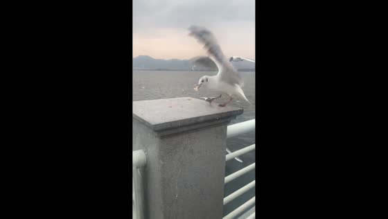 Seagull dodges playful grab attempt in Yunnan, China
