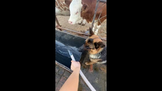 Dog playfully interacts with calf at a watering trough in Hubei, China