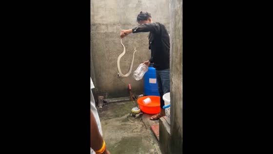 Snake removed from home and released into the wild in Maharashtra, India