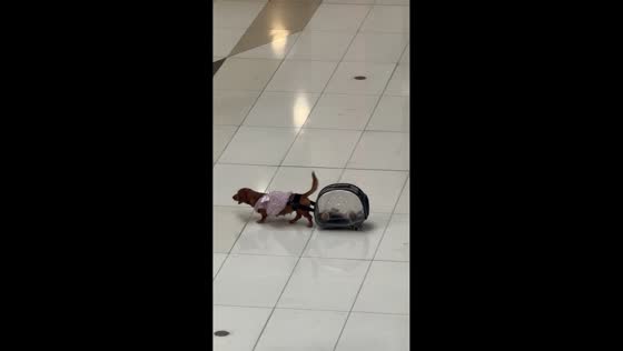 Dog seen pulling a bag with another dog inside in Makati, Philippines