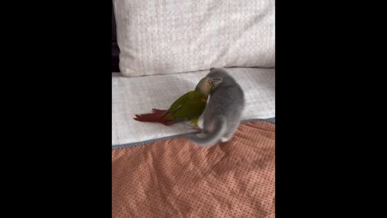 Parrot and kitten playfully spar on bed in Shanxi, China