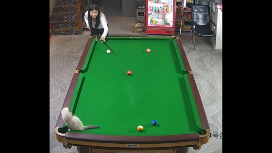 Cat chases billiard balls on pool table in Heilongjiang, China