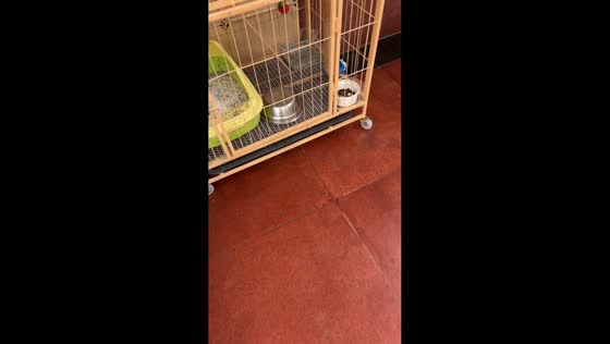 Kitten struggles after getting head stuck in bowl inside cage in Jiangsu, China